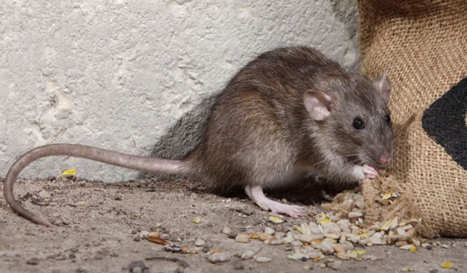 фото: Профессиональная дератизация в Пятигорске: <br/>+7-909-173-42-96