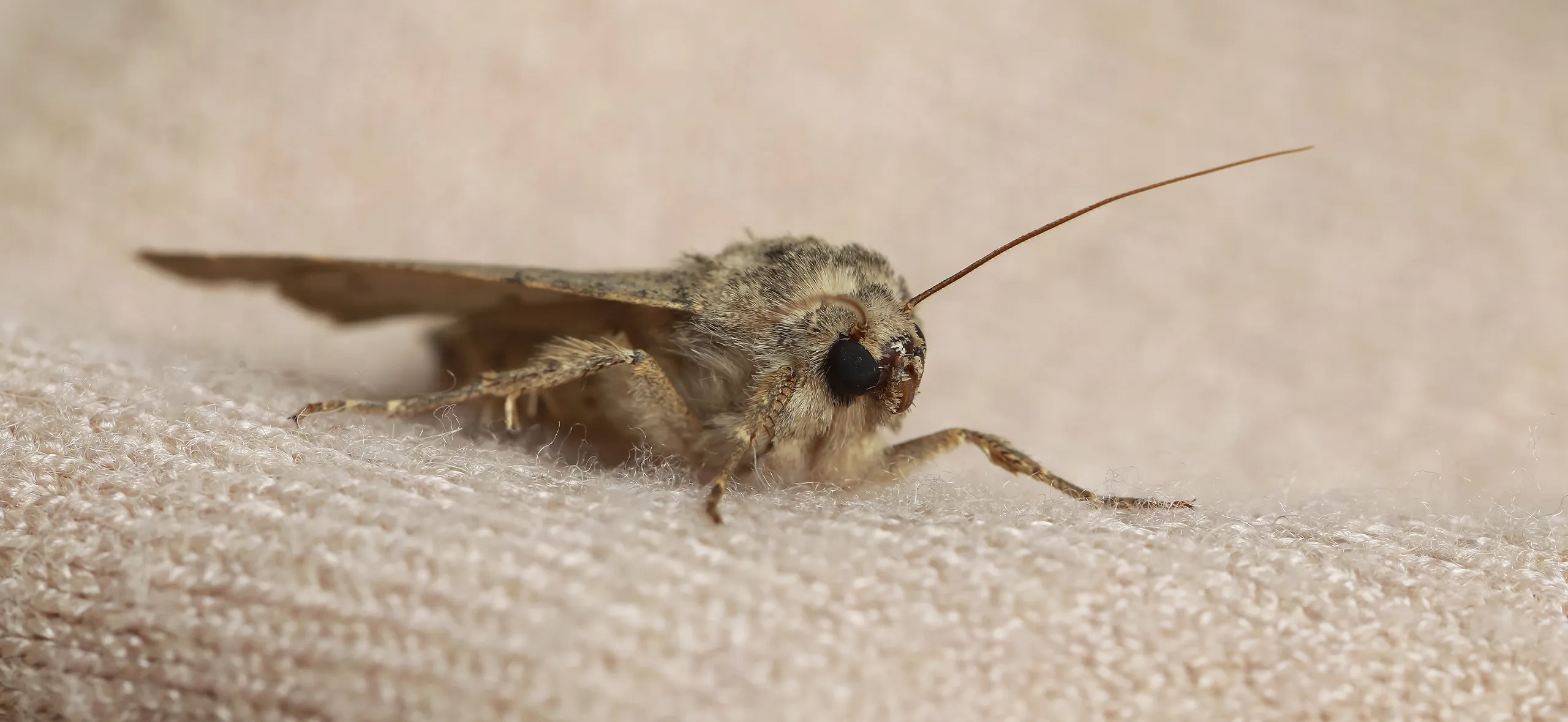 фото: Профессиональная обработка от моли в Пятигорске: <br/>+7-909-173-42-96